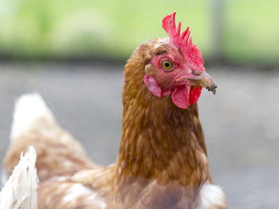 Bild 49 aus  LandSelection Gut Grasleiten