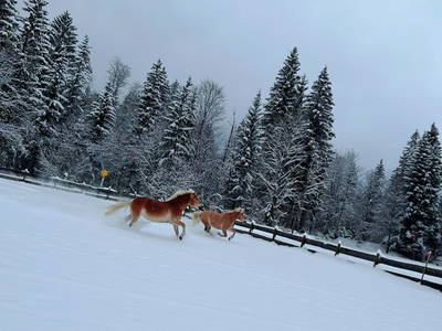 Bild 11 aus  Beim Draxl