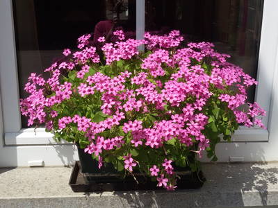 Bild 21 aus  Ferienhof Ott im Romantischen Franken bei Rothenburg o.d.T.