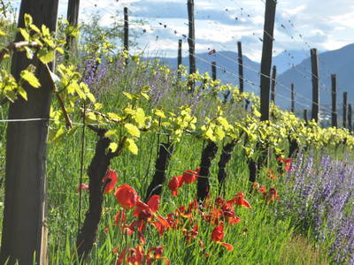 Bild 33 aus  Schloss Englar ****