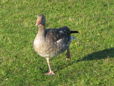 Bild 15 aus  Carstens Ferienhof