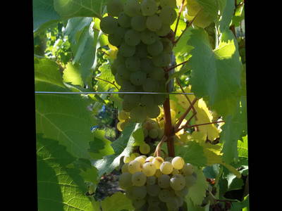 Bild 17 aus  Ferienhof Ott im Romantischen Franken bei Rothenburg o.d.T.