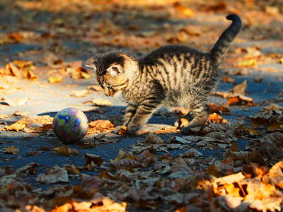 Bild 21 aus  Doasahof