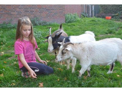 Bild 12 aus  Ferienhof Borchers