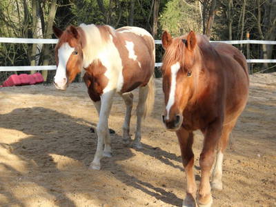 Bild 13 aus  Arabian Harmony