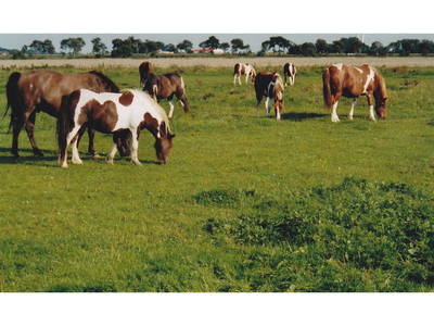 Bild 6 aus  Ferienhof Dirks - Entspannen an der Nordsee