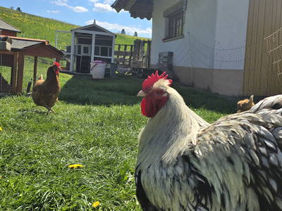 Bild 45 aus  Willkommen bei Familie Gutmann  auf dem Itzenwaldhof