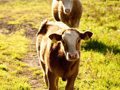 Bild 26 aus  Gut Boltenhof