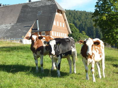 Bild 9 aus  Oberhöfenhof