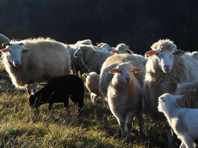 Waldschafe und Streuobstwiesen geben Ihrem Urlaub ein Schwäbisches Naturerlebnis
