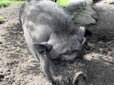 Bild 43 aus  Ferienbauernhof Voß