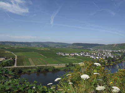 Bild 24 aus  Weingut Winnebeck inmitten der Weinberge