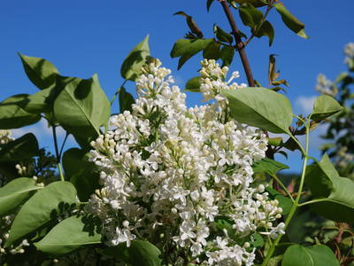 Bild 50 aus  Masererhof - Ferienbauernhof im Chiemgau