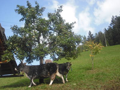 Die Kühe gehen auch gern raus und spüren die Weide unter den Füßen.