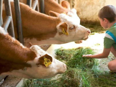 Bild 12 aus  BioFerienhof Höfler