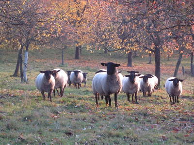 Bild 7 aus  Gasthof zum Grünen Baum