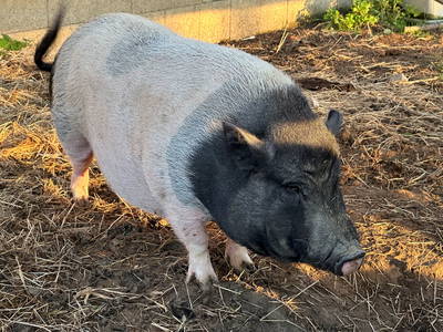 Bild 19 aus  Ponyferienhof