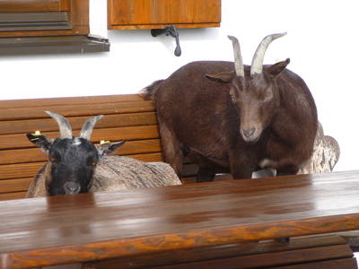 Bild 11 aus  Wagegger Hof