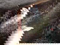 Bild 40 aus  Schweizermichelhof