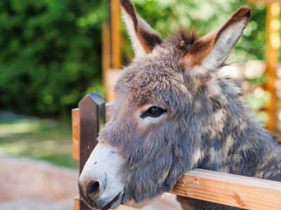 Bild 17 aus  Ferienhof Waldblick