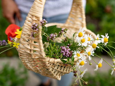 Kräuter aus dem Krätuergarten - wie das duftet...