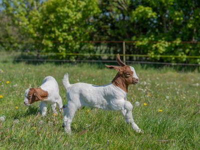 Bild 9 aus  Lindenhof