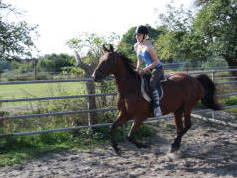 Bild 4 aus  Reiterhof "Zum Rappen"