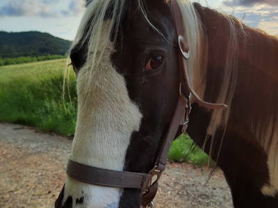 Bild 31 aus  Simmernhof - Familienurlaub auf dem Bauernhof