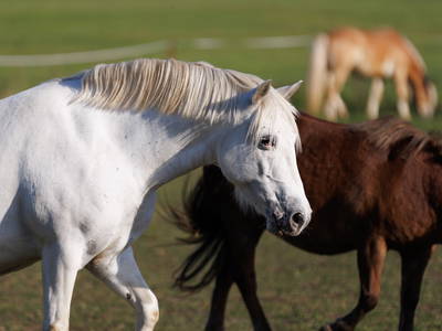 Bild 9 aus  Der Wassermannshof
