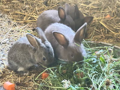 Bild 11 aus  Stabhalterhof