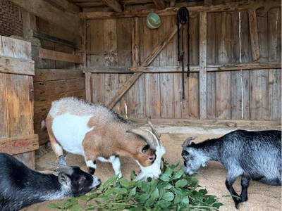 Bild 7 aus  Georgihof