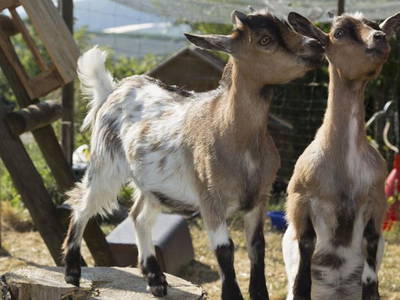 Bild 25 aus  Bio-Obstgut Oberhof