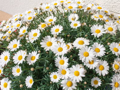 Bild 24 aus  Ferienhof Rasch