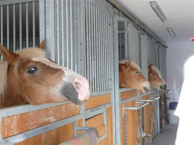 Bild 7 aus  Rhöner Haflingerhof