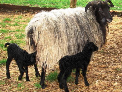 Bild 44 aus  LandSelection Drewes-Hof