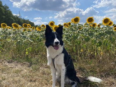 Bild 40 aus  Ferienhof Buchberger