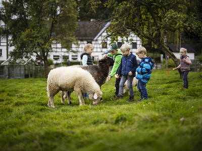 Bild 12 aus  Ferienhof Schade