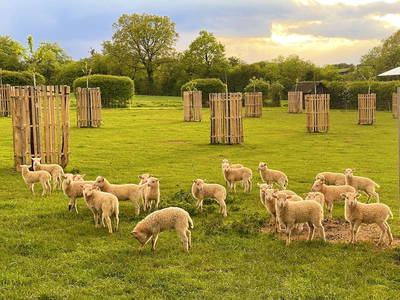 Bild 13 aus  Bauershof, wo die Heidschnucken schlafen