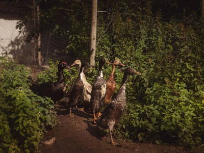 Bild 15 aus  Dambækgaard