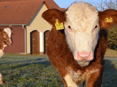 Bild 23 aus  Hollweck's Landoase