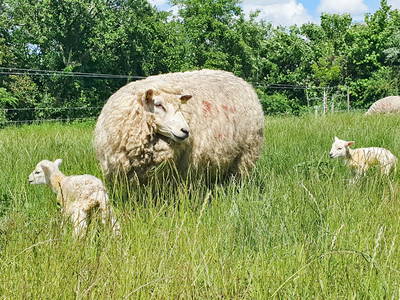 Bild 25 aus  Ferienhof   Witte Haubarg                -  2025 Beliebtester Ferienhof für Familienurlaub