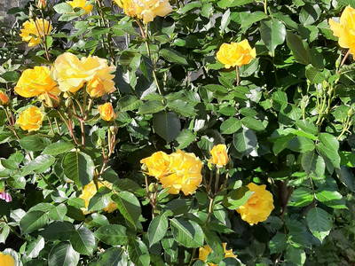 Bild 37 aus  Ferienhof Claußen