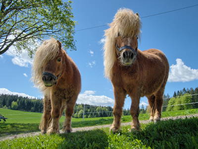 Bild 11 aus  Gschwinghof