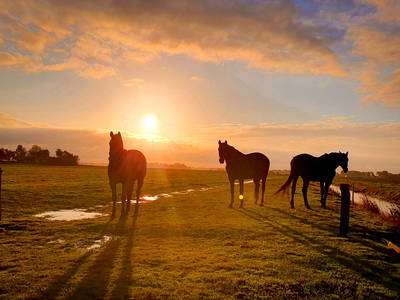 Bild 30 aus  Ferienhof   Witte Haubarg                -  2025 Beliebtester Ferienhof für Familienurlaub