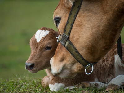 Bild 36 aus  Bauer Korl's Golchener Hof