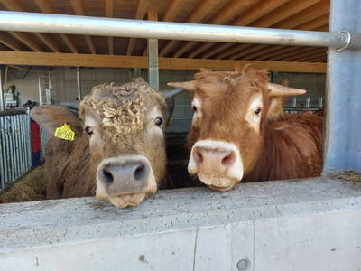 Bild 12 aus  Sunmattehof