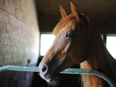 Bild 15 aus  LandSelection Naturresort Gerbehof