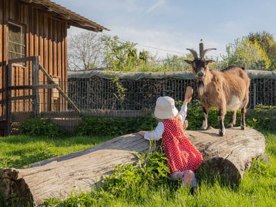 Bild 16 aus  Ferienhof Schwehr