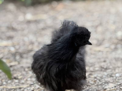 Bild 34 aus  Hof in Liebesdorf