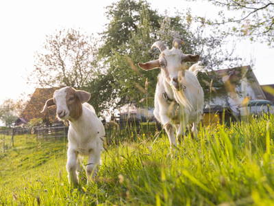 Bild 9 aus  Streuobst Chalets